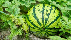 Watermelon